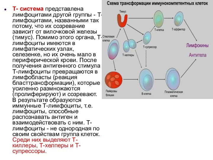 Т- система представлена лимфоцитами другой группы - Т-лимфоцитами, названными так