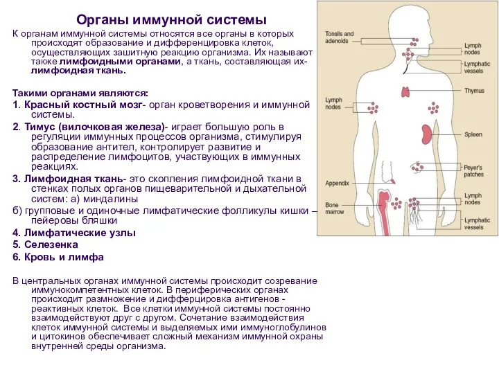 Органы иммунной системы К органам иммунной системы относятся все органы