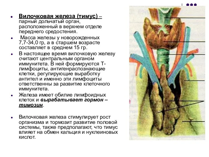 Вилочковая железа (тимус) – парный дольчатый орган, расположенный в верхнем