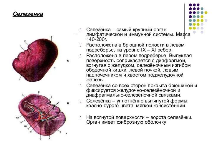 Селезенка Селезёнка – самый крупный орган лимфатической и иммунной системы.