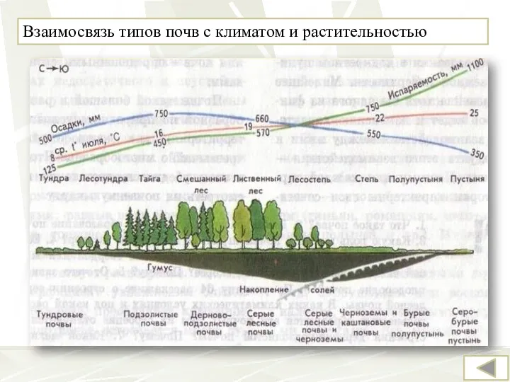 Взаимосвязь типов почв с климатом и растительностью