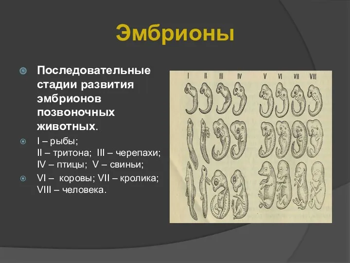 Эмбрионы Последовательные стадии развития эмбрионов позвоночных животных. I – рыбы;