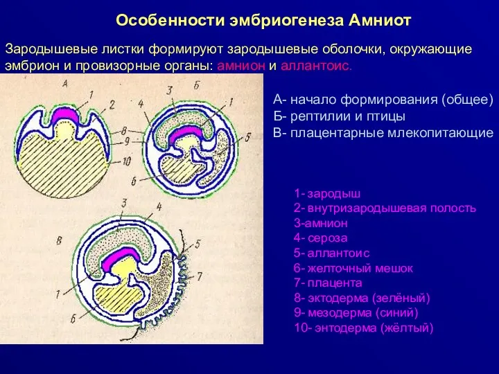 Особенности эмбриогенеза Амниот Зародышевые листки формируют зародышевые оболочки, окружающие эмбрион