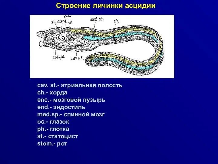 Строение личинки асцидии cav. at.- атриальная полость ch.- хорда enc.-