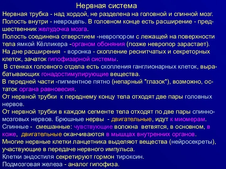 Нервная система Нервная трубка - над хордой, не разделена на