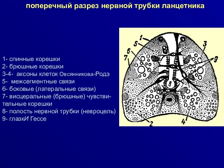 поперечный разрез нервной трубки ланцетника 1- спинные корешки 2- брюшные