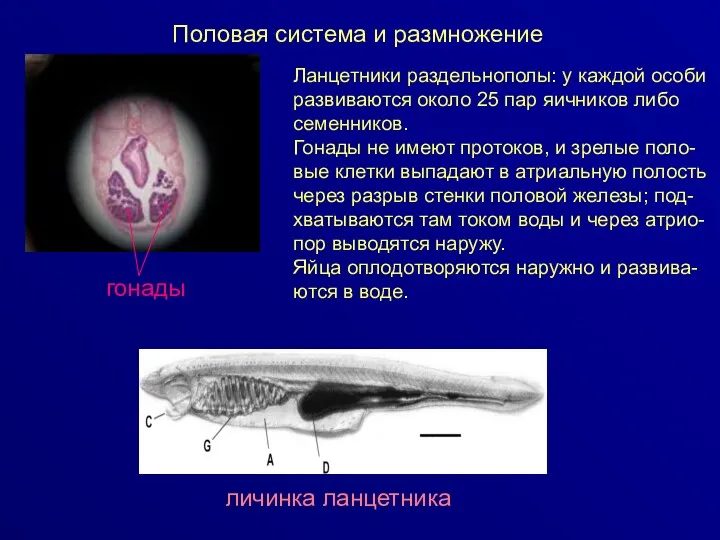 Половая система и размножение Ланцетники раздельнополы: у каждой особи развиваются