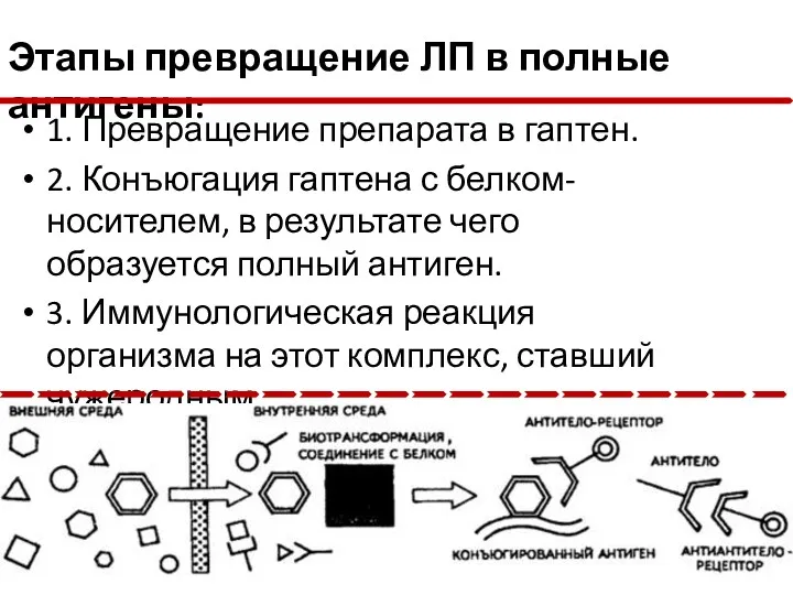 1. Превращение препарата в гаптен. 2. Конъюгация гаптена с белком-носителем,