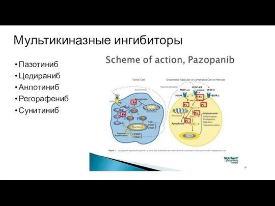 Мультикиназные ингибиторы Пазотиниб Цедираниб Анлотиниб (альвеолярная саркома) Регорафениб Сунитиниб