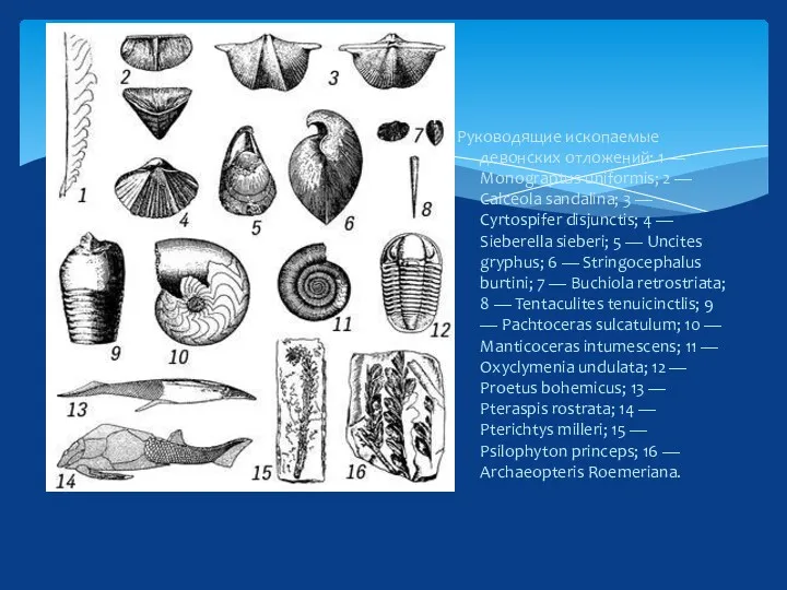 Руководящие ископаемые девонских отложений: 1 — Monograptus uniformis; 2 — Calceola sandalina; 3