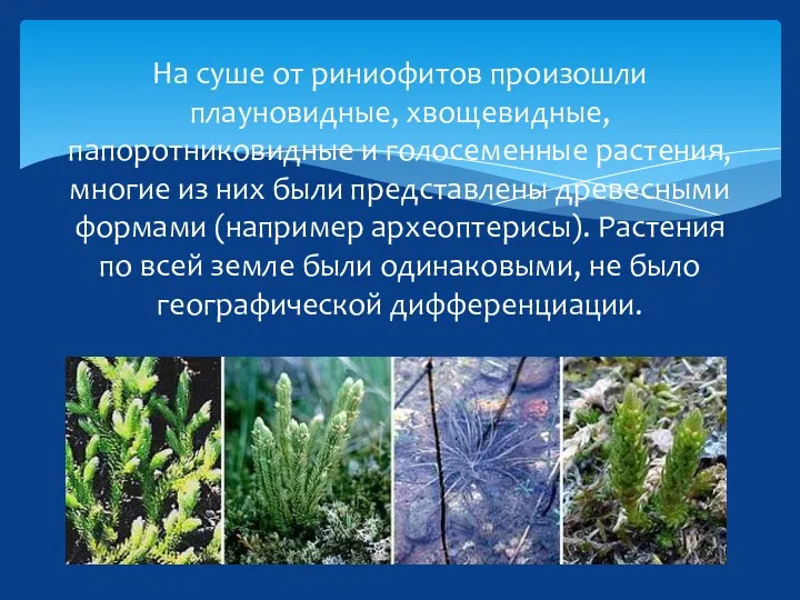 На суше от риниофитов произошли плауновидные, хвощевидные, папоротниковидные и голосеменные растения, многие из