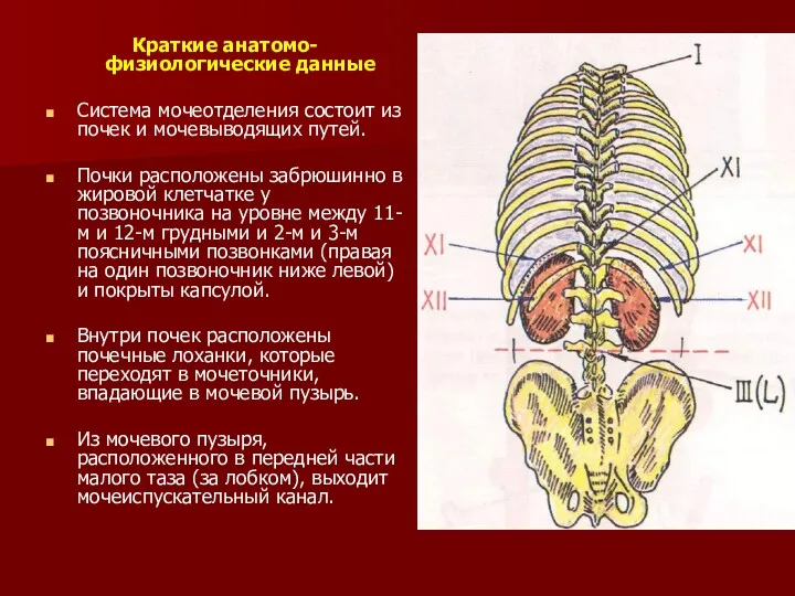 Краткие анатомо-физиологические данные Система мочеотделения состоит из почек и мочевыводящих