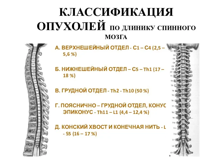 КЛАССИФИКАЦИЯ ОПУХОЛЕЙ ПО ДЛИНИКУ СПИННОГО МОЗГА А. ВЕРХНЕШЕЙНЫЙ ОТДЕЛ -