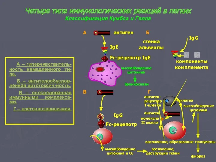 Четыре типа иммунологических реакций в легких Классификация Кумбса и Гелла