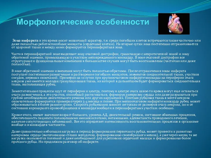 Морфологические особенности Зона инфаркта в это время носит мозаичный характер,