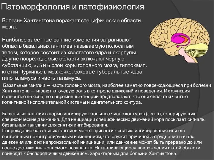 Базальные ганглии — часть головного мозга, наиболее заметно повреждающиеся при