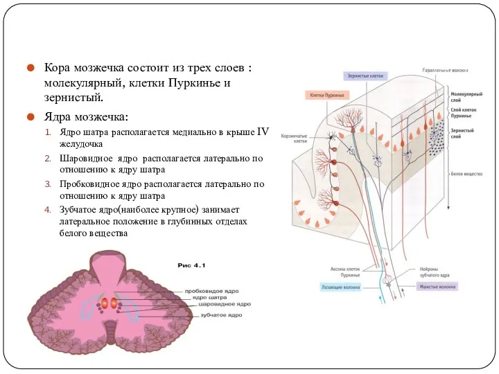 Кора мозжечка состоит из трех слоев : молекулярный, клетки Пуркинье