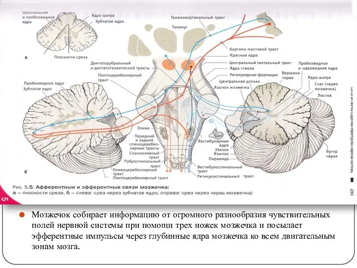 Мозжечок собирает информацию от огромного разнообразия чувствительных полей нервной системы