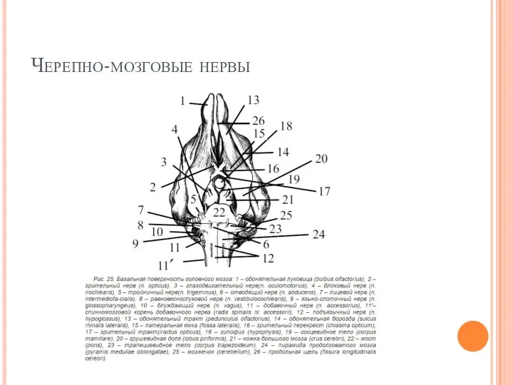 Черепно-мозговые нервы