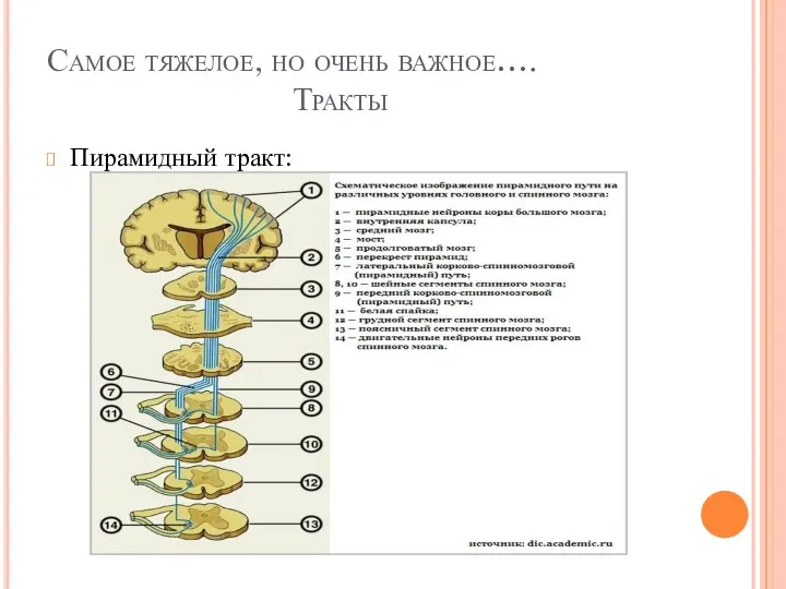 Самое тяжелое, но очень важное…. Тракты Пирамидный тракт: