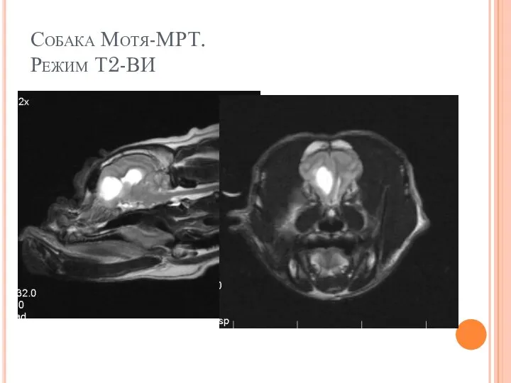 Собака Мотя-МРТ. Режим Т2-ВИ