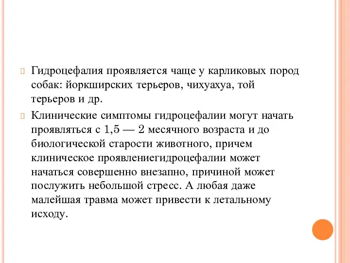 Гидроцефалия проявляется чаще у карликовых пород собак: йоркширских терьеров, чихуахуа,