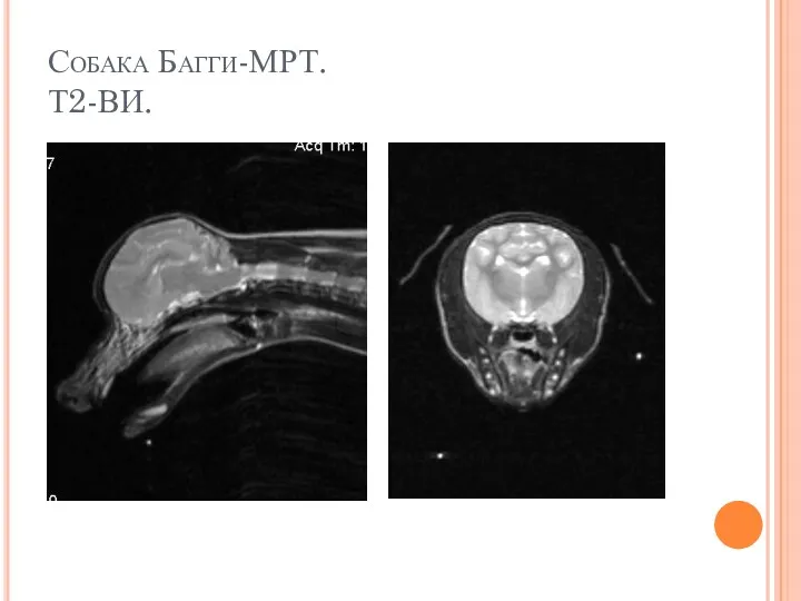 Собака Багги-МРТ. Т2-ВИ.