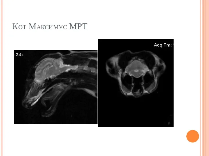 Кот Максимус МРТ