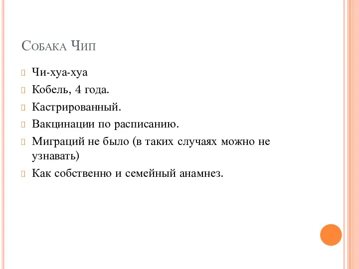 Собака Чип Чи-хуа-хуа Кобель, 4 года. Кастрированный. Вакцинации по расписанию.