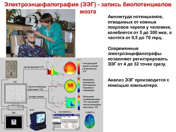 Электроэнцефалография (ЭЭГ) - запись биопотенциалов мозга Амплитуда потенциалов, отводимых от кожных покровов черепа