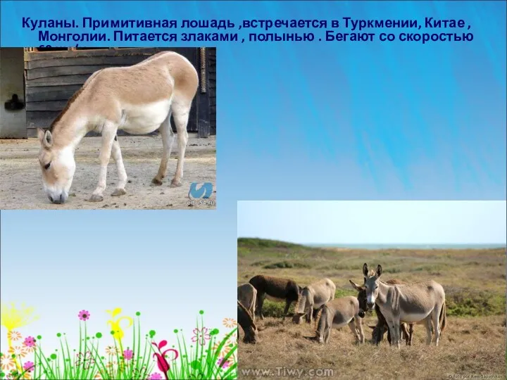 Куланы. Примитивная лошадь ,встречается в Туркмении, Китае , Монголии. Питается