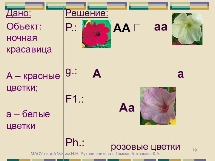 АА аа А а Аа розовые цветки МАОУ лицей №8 им.Н.Н. Рукавишникова г. Томска, Батракова К.А.