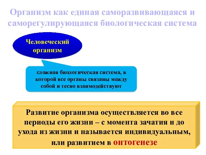 Организм как единая саморазвивающаяся и саморегулирующаяся биологическая система Развитие организма