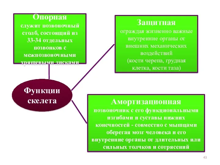 Функции скелета Опорная служит позвоночный столб, состоящий из 33-34 отдельных