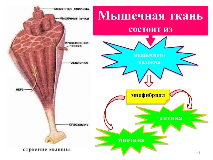 Мышечная ткань состоит из мышечного волокна миофибрилл миозина актина