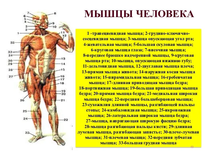 МЫШЦЫ ЧЕЛОВЕКА 1 -трапециевидная мышца; 2-грудино-ключично-сосцевидная мышца; 3-мышца опускающая угол