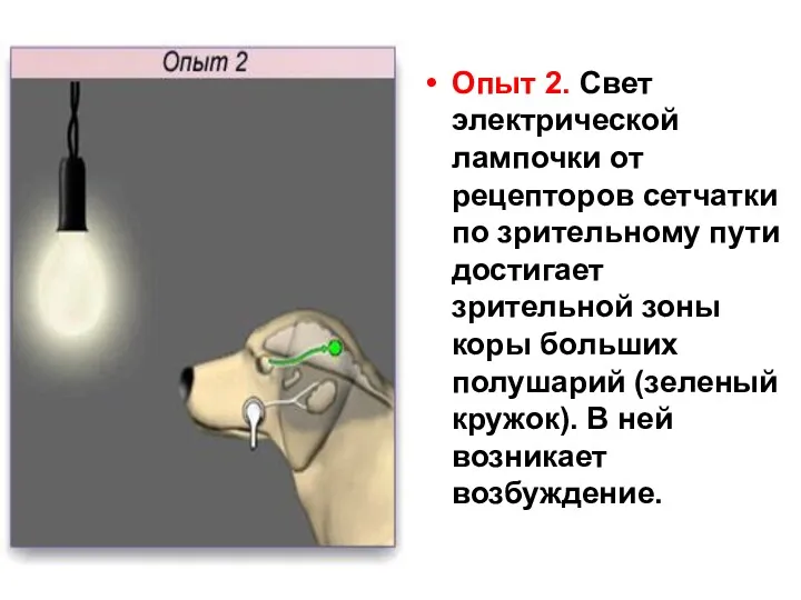 Опыт 2. Свет электрической лампочки от рецепторов сетчатки по зрительному