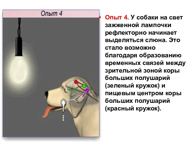 Опыт 4. У собаки на свет зажженной лампочки рефлекторно начинает