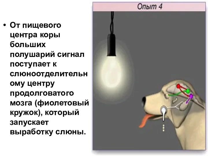 От пищевого центра коры больших полушарий сигнал поступает к слюноотделительному