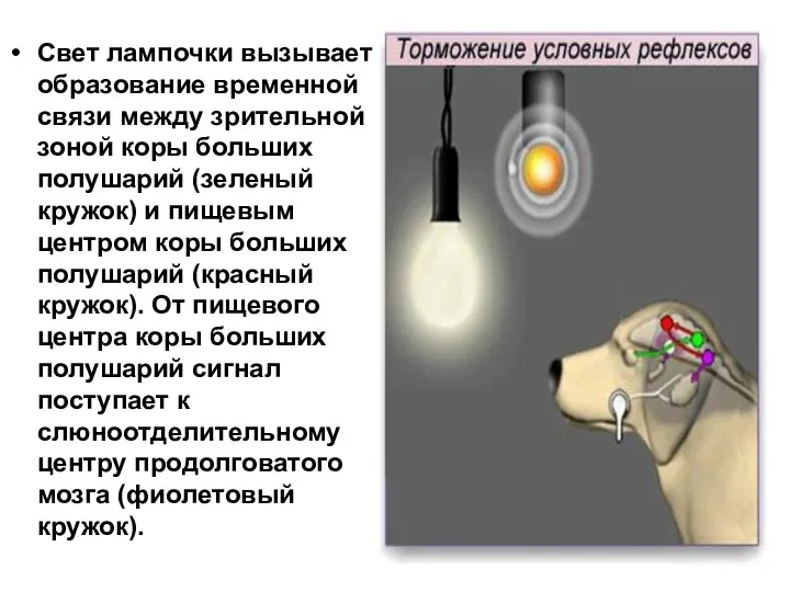 Свет лампочки вызывает образование временной связи между зрительной зоной коры