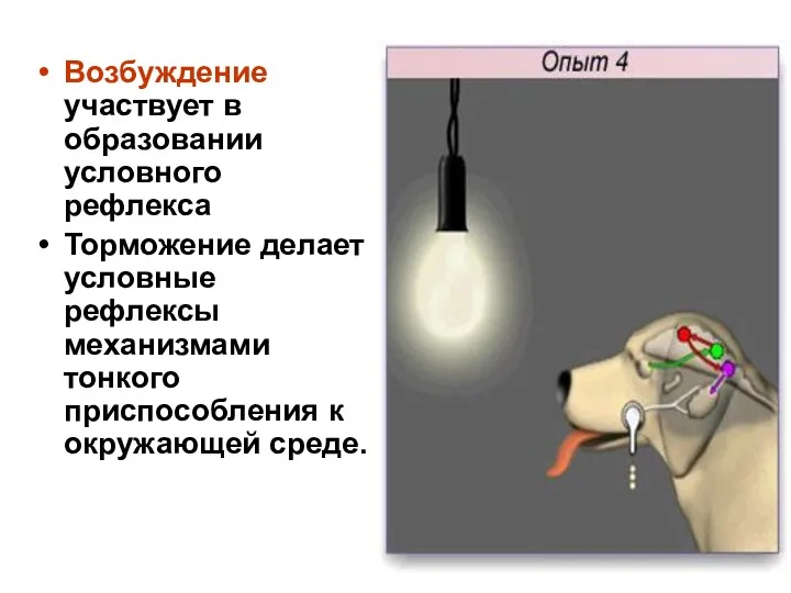 Возбуждение участвует в образовании условного рефлекса Торможение делает условные рефлексы механизмами тонкого приспособления к окружающей среде.