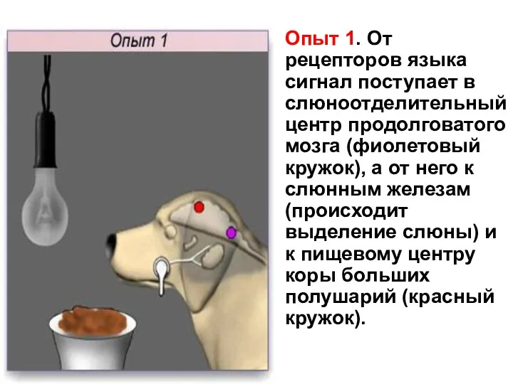 Опыт 1. От рецепторов языка сигнал поступает в слюноотделительный центр