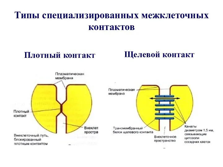 Типы специализированных межклеточных контактов Плотный контакт Щелевой контакт