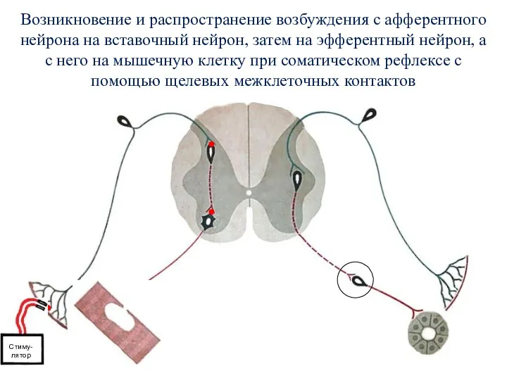 Возникновение и распространение возбуждения с афферентного нейрона на вставочный нейрон,