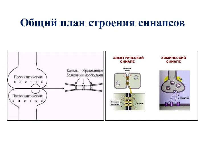 Общий план строения синапсов