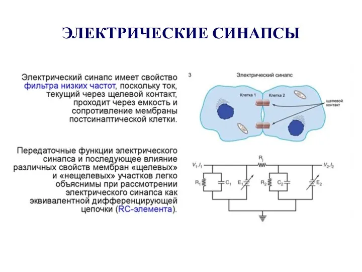 ЭЛЕКТРИЧЕСКИЕ СИНАПСЫ