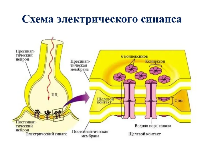 Схема электрического синапса