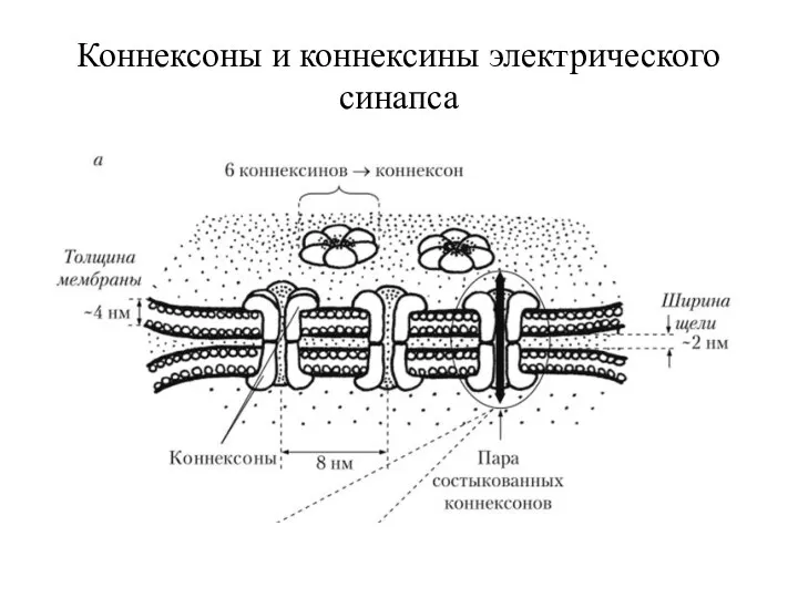 Коннексоны и коннексины электрического синапса