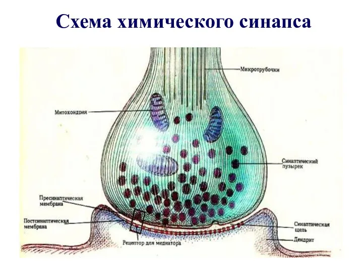 Схема химического синапса
