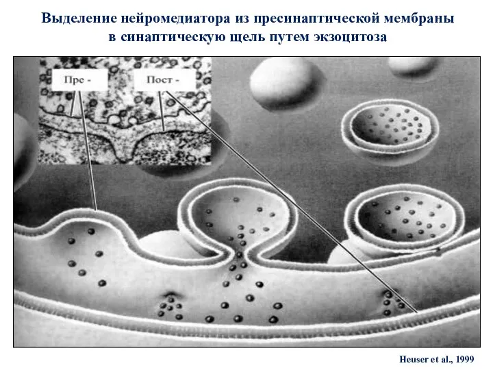 Выделение нейромедиатора из пресинаптической мембраны в синаптическую щель путем экзоцитоза Heuser et al., 1999